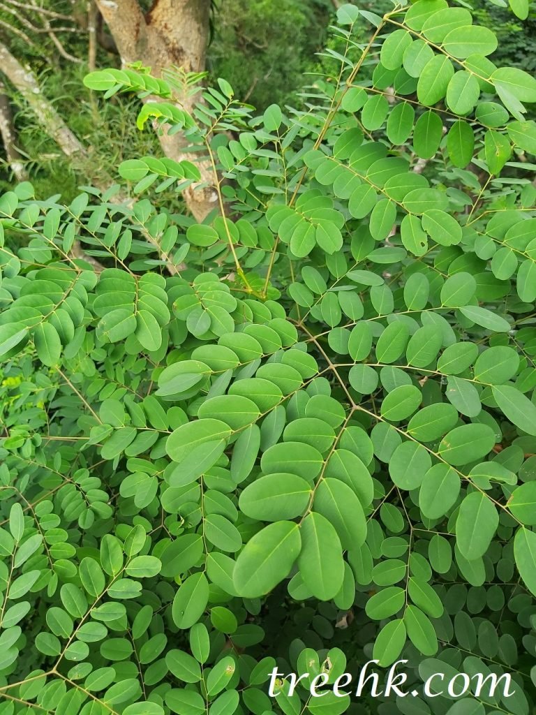海紅豆小葉先端圓或凹頭，基部略歪，圓或闊楔形