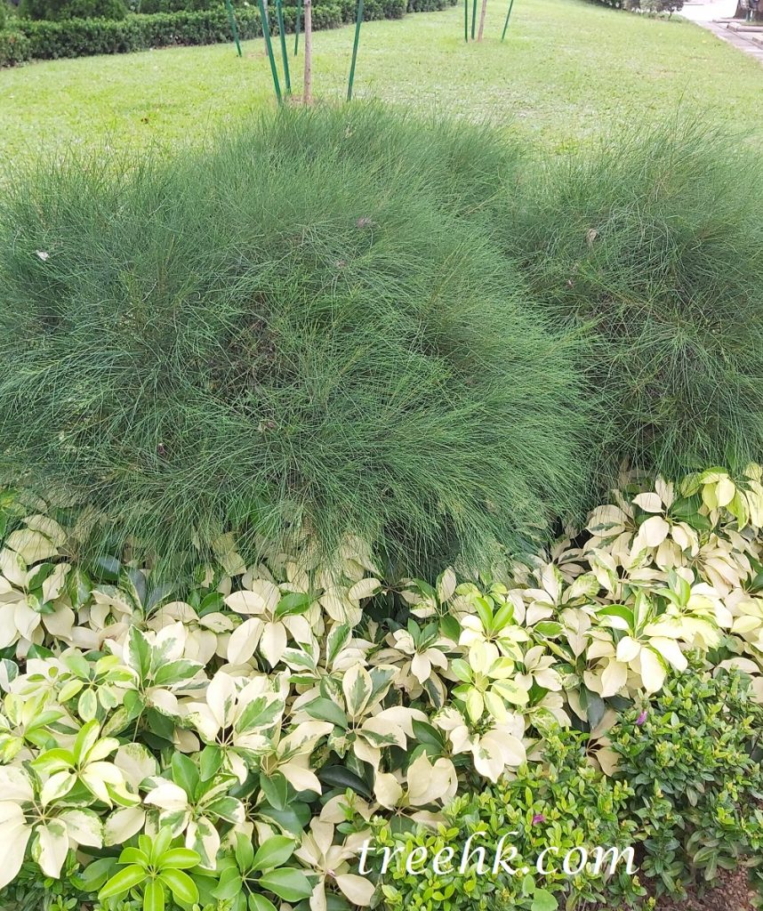 木麻黃被修剪後成球狀 木麻黃被修剪後成球狀