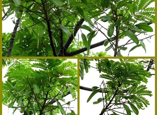 銀珠晚上葉子不閉合 - photo courtesy of 人馬媽媽