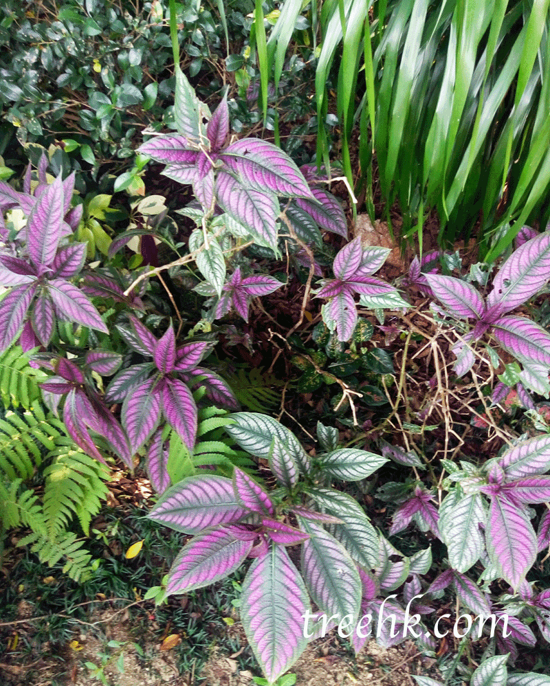 灌木紅背馬藍 Strobilanthes-dyerianus 灌木紅背馬藍 Strobilanthes-dyerianus