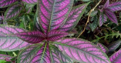 紅背馬藍英文名:Persian Shield 波斯盾牌