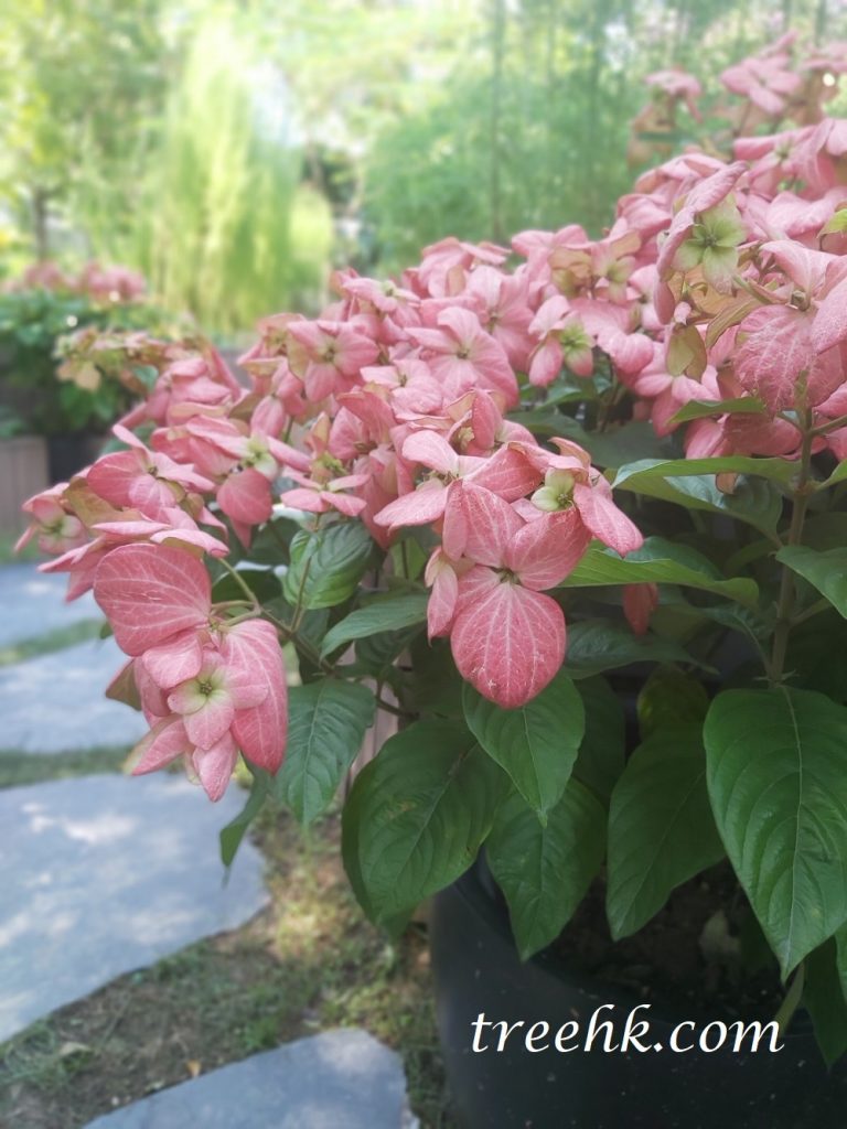 種植粉葉金花排水要良好 適宜庭院栽種 粉葉金花
