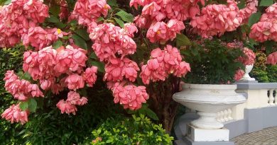 華麗的粉葉金花 Mussaenda × hybrida Hort. cv. Alicia