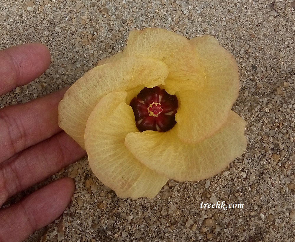 黃槿花瓣黃色,倒卵形 黃槿花瓣黃色,倒卵形