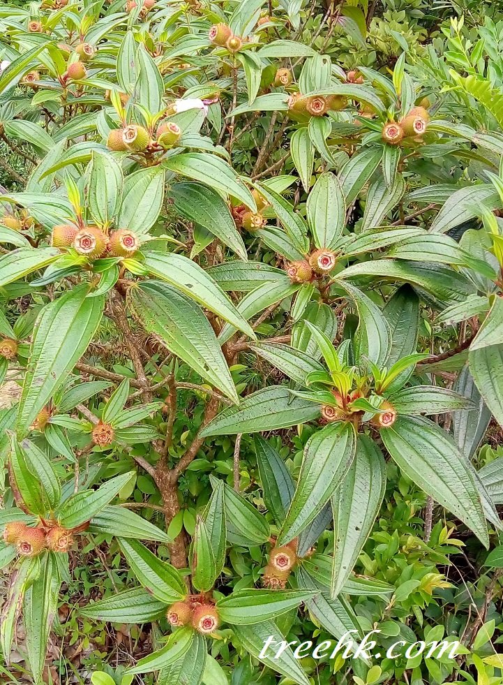 常綠直立灌木毛菍 Melastoma sanguineum