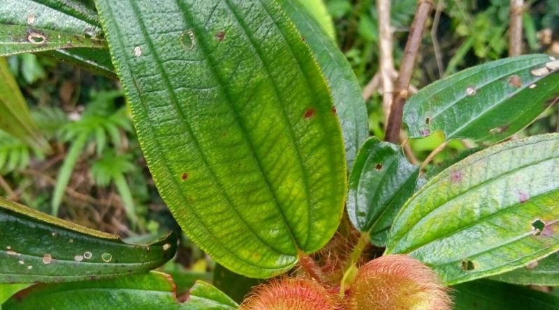 毛菍 Melastoma sanguineum 蒴果