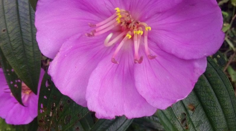 毛菍 Melastoma sanguineum 花瓣約五至八塊