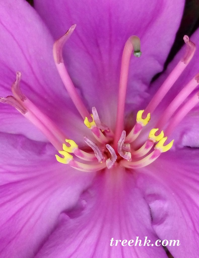 毛菍 Melastoma sanguineum 花瓣粉红色或紫红色 毛菍 Melastoma sanguineum 花瓣粉红色或紫红色