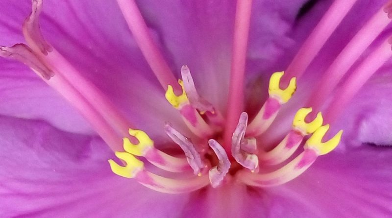 毛菍 Melastoma sanguineum 花瓣粉红色或紫红色