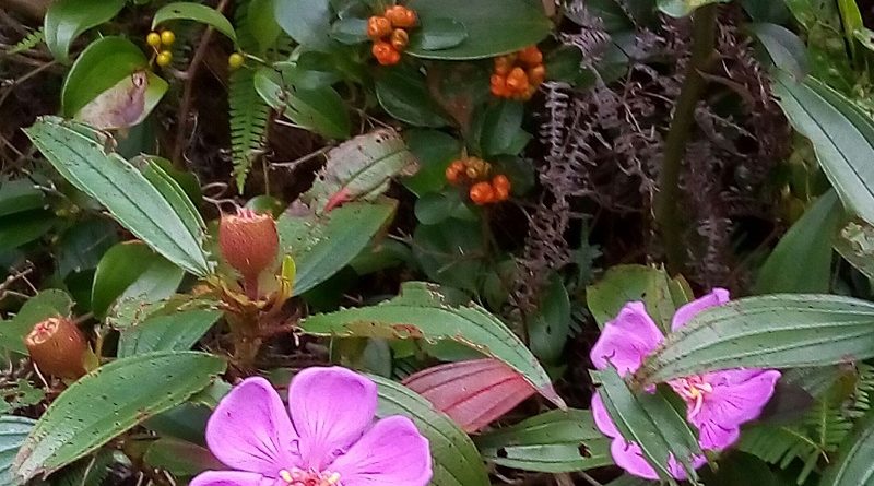 香港本地物種毛菍, 還有球形成熟红色茜草科藤本植物聚花核果