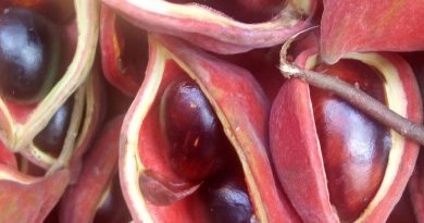 真蘋婆 Sterculia nobilis 果實鳳眼果