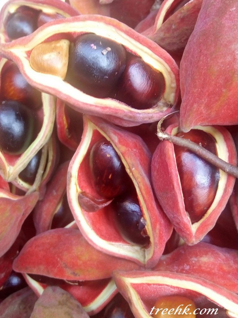 真蘋婆 Sterculia nobilis 果實鳳眼, 可食用 真蘋婆 Sterculia nobilis 果實鳳眼, 可食用
