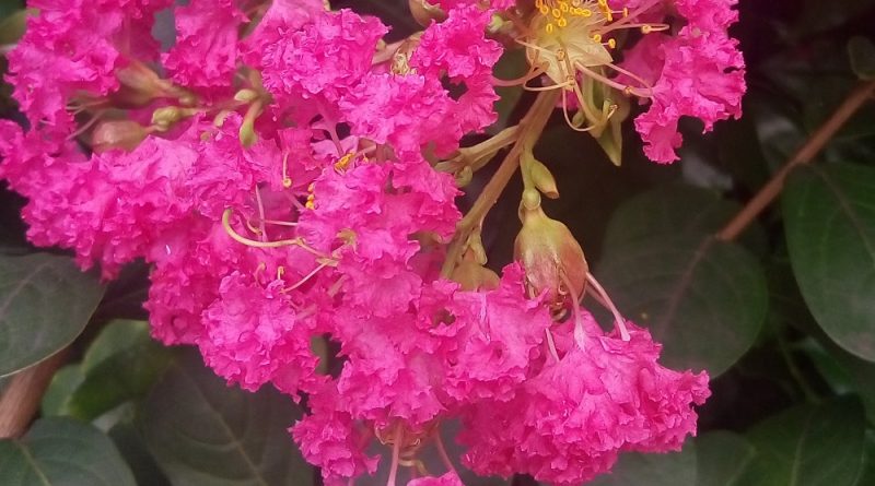 細葉紫薇圓錐花序，頂生, 紅至紫紅色，邊緣皺曲，雄蕊多數