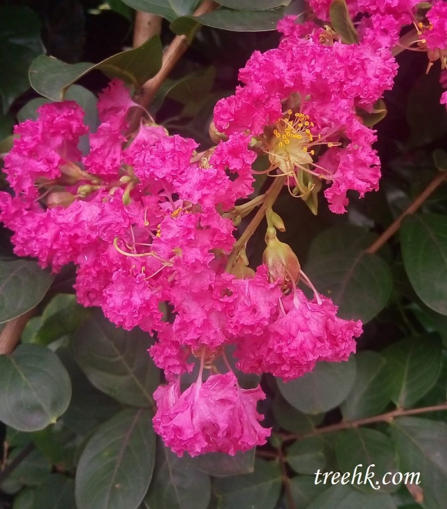 細葉紫薇圓錐花序，頂生, 紅至紫紅色，邊緣皺曲，雄蕊多數