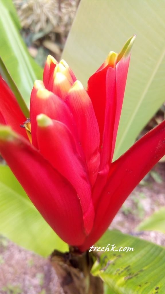 紅蕉 Musa coccinea Andrews