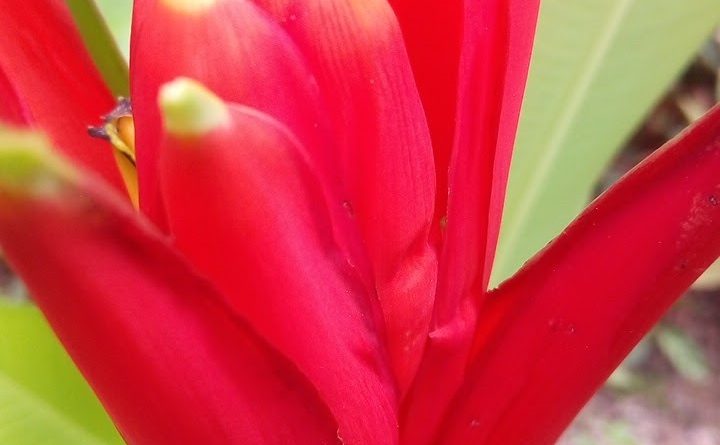 紅蕉 Musa coccinea Andrews
