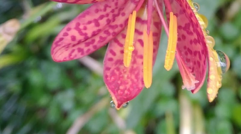 射干花序頂生