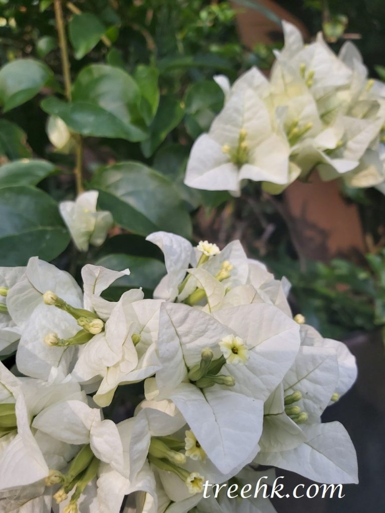 白色部份並非真正的葉子,而是葉狀的苞片,花朵外圍的變態葉。 白色部份並非真正的葉子,而是葉狀的苞片, 花朵外圍的變態葉。