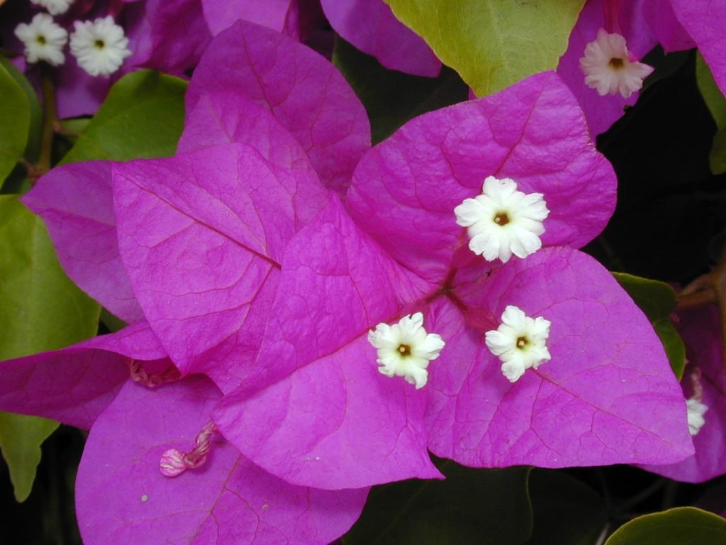 常綠的灌木Bougainvillea spectabilis