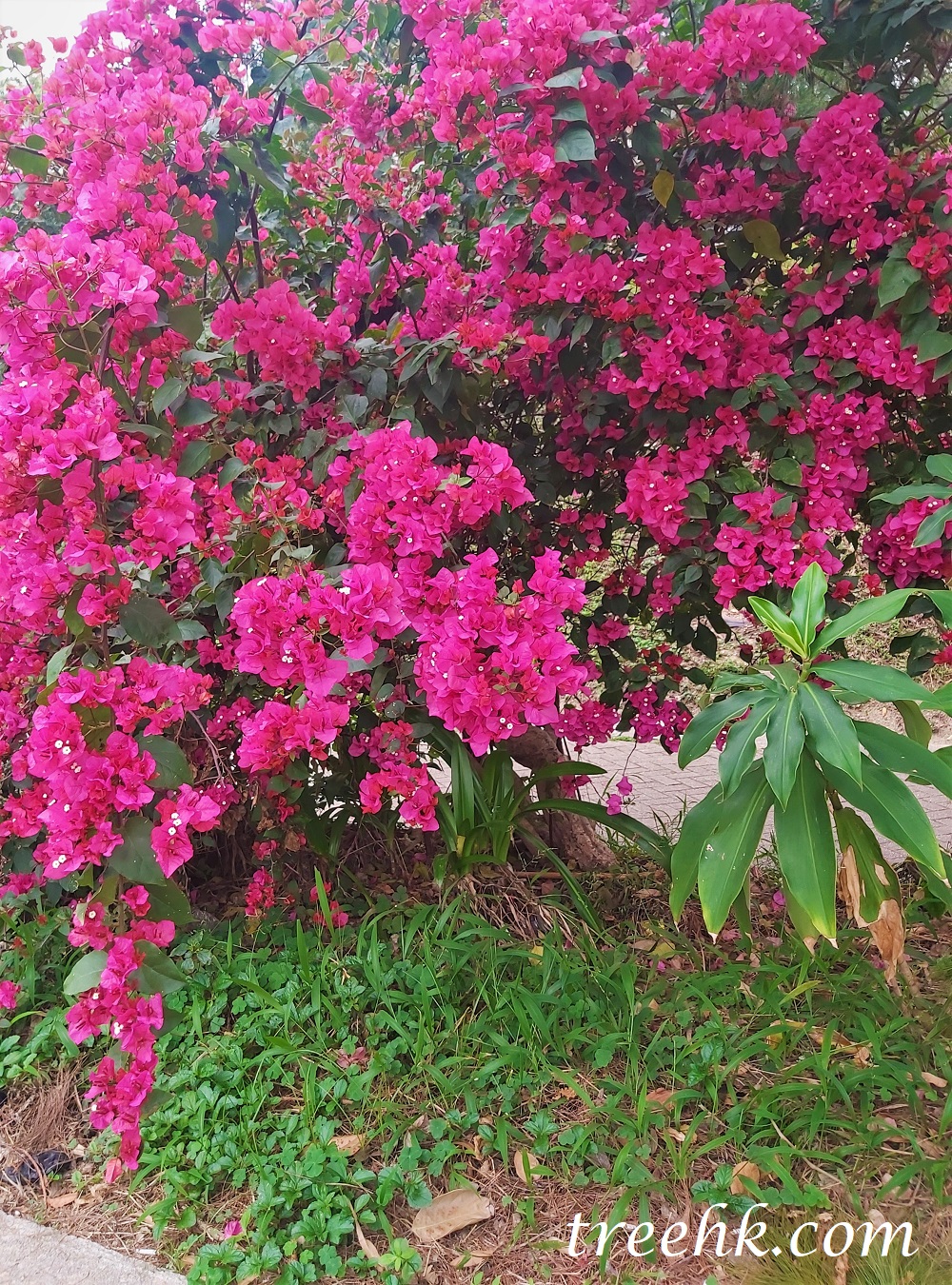 簕杜鵑 簕杜鵑