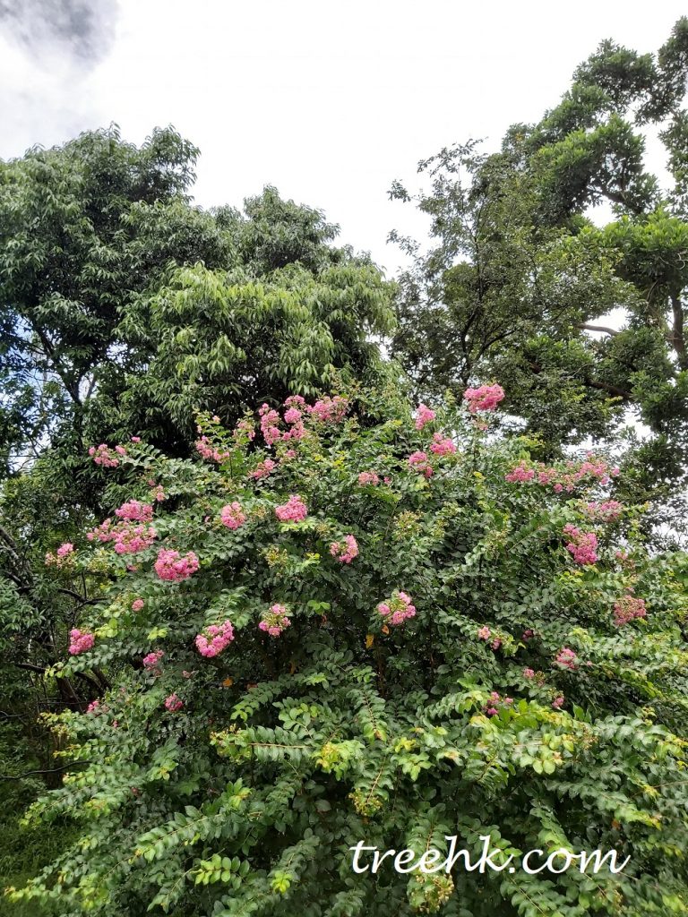 細葉紫薇-Lagerstroemia-indica-Linn 細葉紫薇-Lagerstroemia-indica-Linn