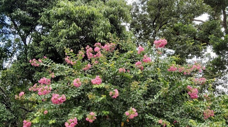 細葉紫薇-Lagerstroemia-indica-Linn