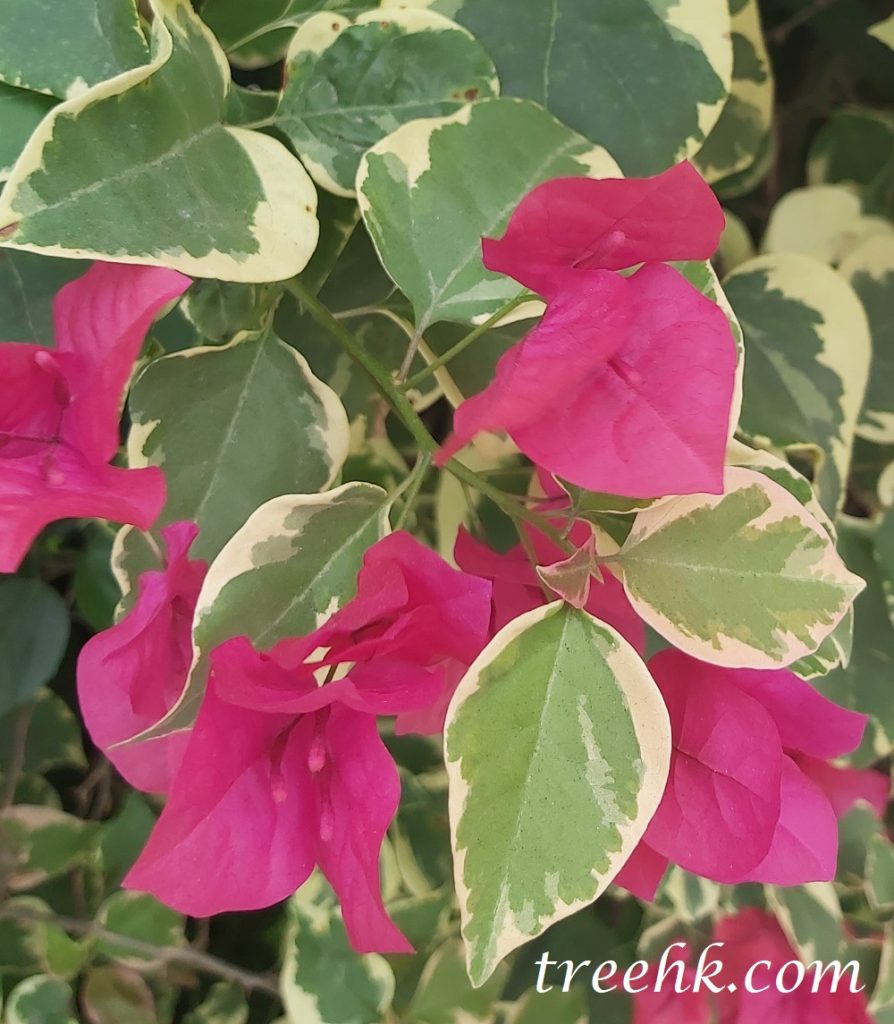 花葉簕杜鵑Bougainvillea glabra `Variegata` 花葉簕杜鵑Bougainvillea glabra `Variegata`