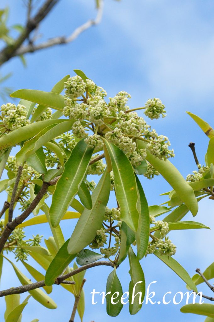 黑板樹花 Alstonia scholaris 黑板樹花 Alstonia scholaris