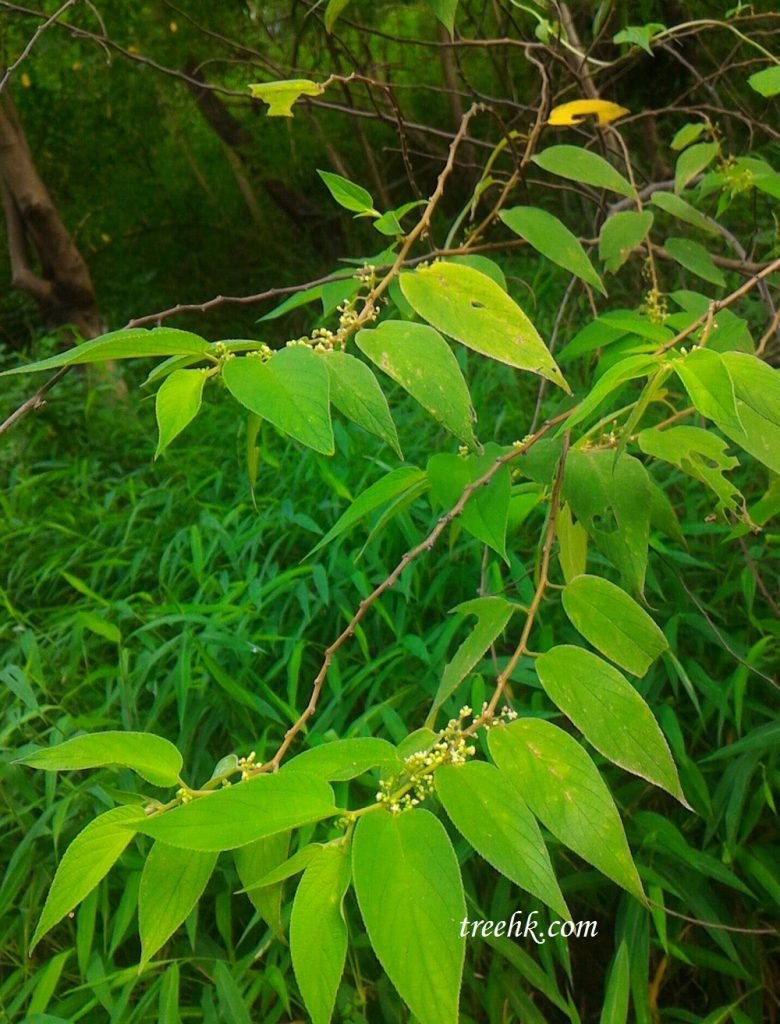 山黃麻在開闊的地方，它是更廣泛的傳播，有時下垂