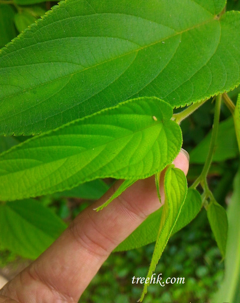 山黃麻 Trema tomentosa(Roxb.)Hara 英文名 India-charcoal Tree 山黃麻葉基部不對稱