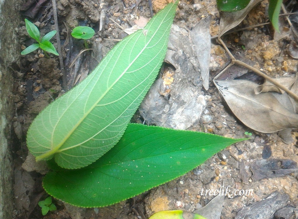 山黃麻葉底中側葉脈明顯突出 山黃麻葉底中側葉脈明顯突出