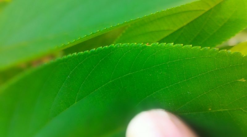 山黃麻 Trema tomentosa（Roxb.）Hara 英文名 India-charcoal Tree