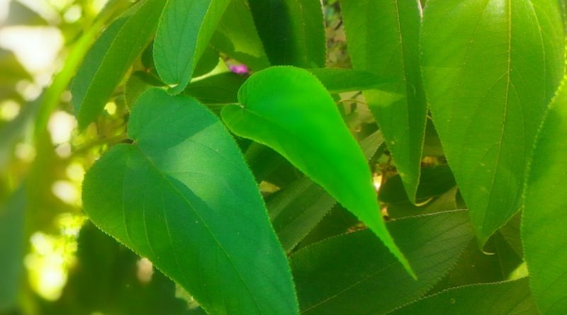 山黃麻幼葉粗糙毛茸茸，老年時有時變得光滑