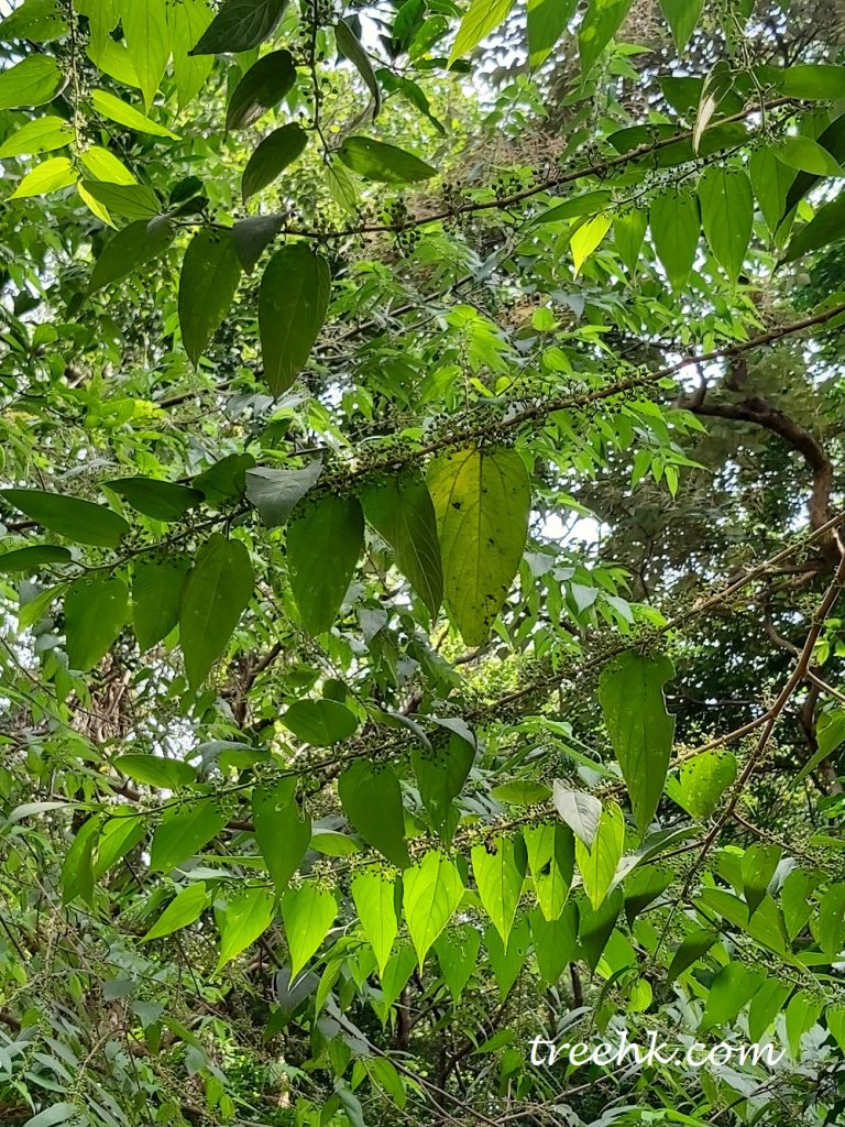 榆科山黃麻根,葉入藥 榆科山黃麻根,葉入藥