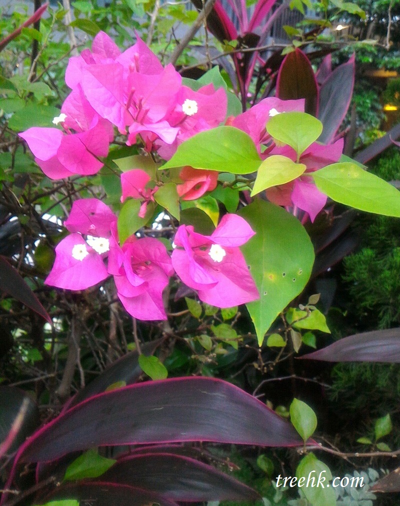 紫茉莉科簕杜鵑, 葉子花,毛寶巾 Bougainvillea spectabilis 紫茉莉科簕杜鵑 Bougainvillea spectabilis 中文名: 葉子花,毛寶巾