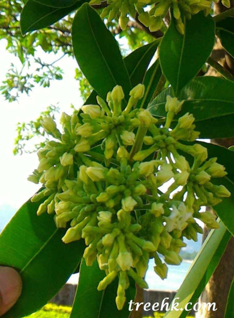 糖膠樹花白綠色調 糖膠樹花白綠色調