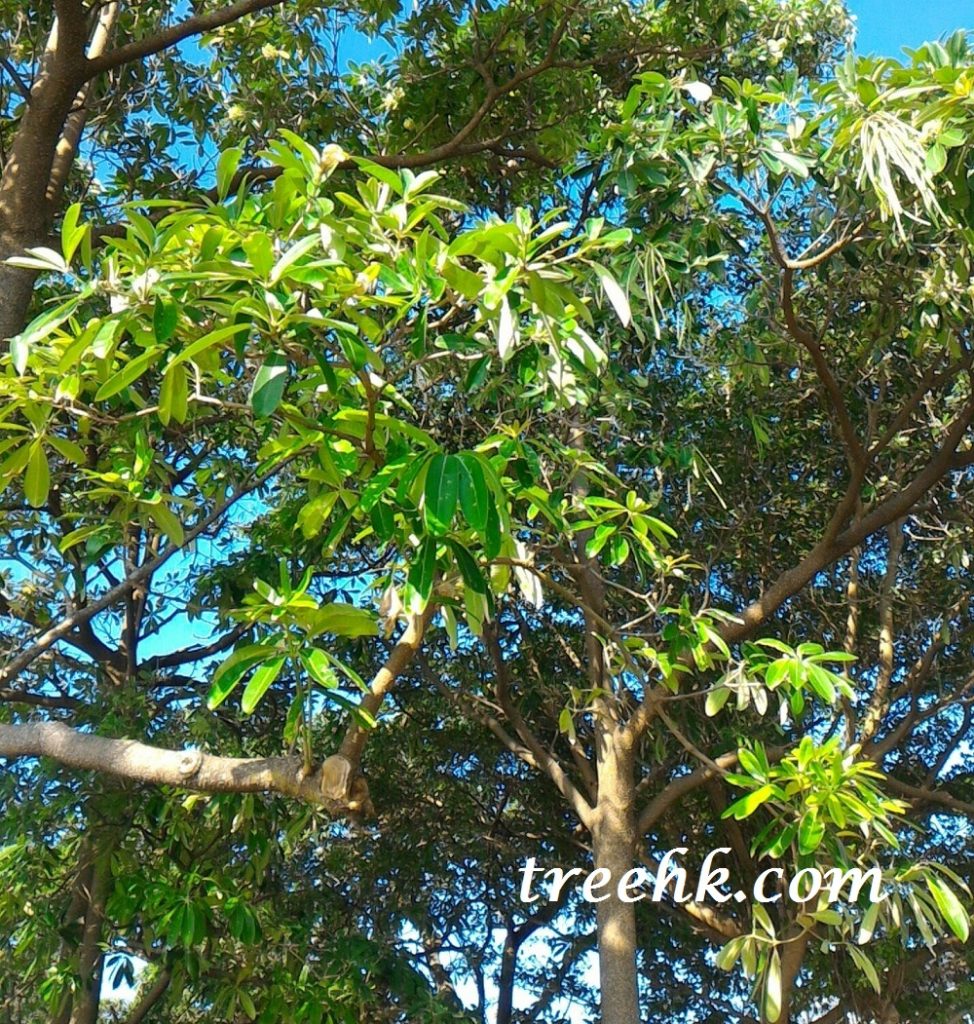 糖膠樹中文別名: 黑板樹,魔神樹,橡皮木,燈架樹 糖膠樹中文別名: 黑板樹,魔神樹,橡皮木,燈架樹