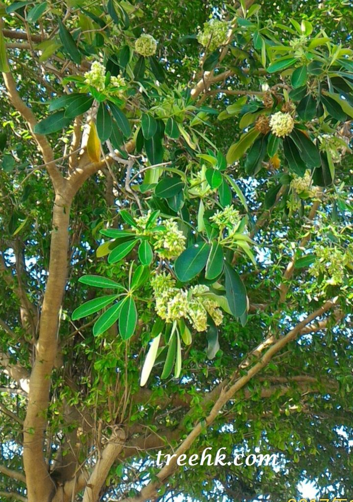 黑板樹 Alstonia scholaris 掌狀複葉,輪生 黑板樹 Alstonia scholaris 掌狀複葉,輪生