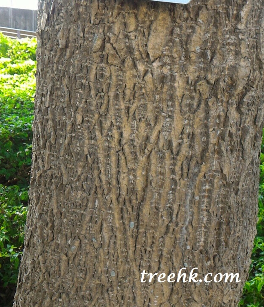 糖膠樹樹皮 - 稱為Dita Bark 灰褐色,淺縱裂 糖膠樹樹皮 - 稱為Dita Bark 灰褐色,淺縱裂