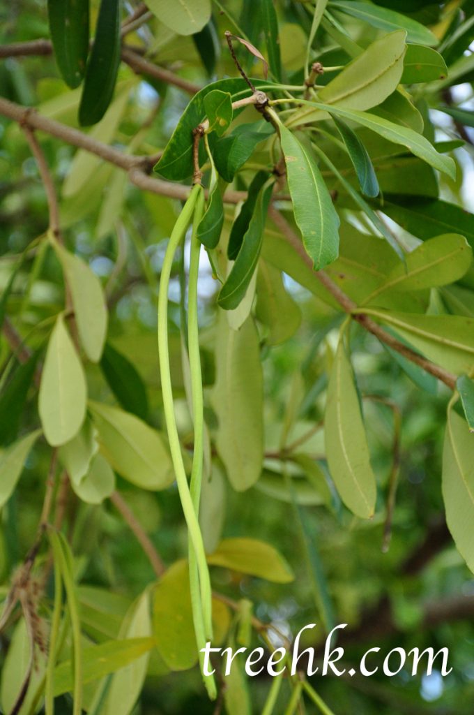 糖膠樹果實細長 糖膠樹果實細長