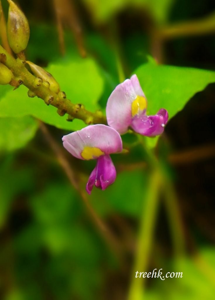 紫色的小粉葛花，一抹黃點綴花中心點