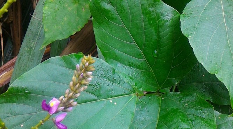 葛能覆蓋生長其他直立植物品種上