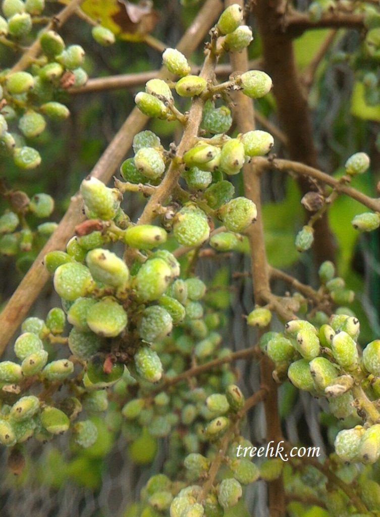 鹽膚木果實如小綠豆 鹽膚木果實如小綠豆
