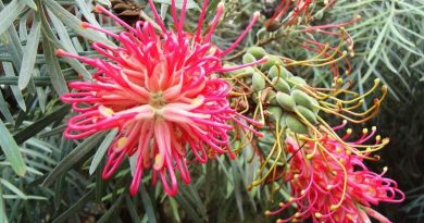 昆士蘭銀樺 Grevillea banksii R. Br 中文別稱紅花銀樺。