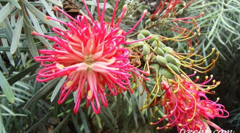 昆士蘭銀樺 Grevillea banksii R. Br 中文別稱紅花銀樺。