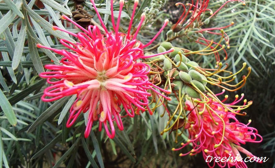昆士蘭銀樺 Grevillea banksii R. Br 中文別稱紅花銀樺。 昆士蘭銀樺 Grevillea banksii R. Br 中文別稱紅花銀樺。