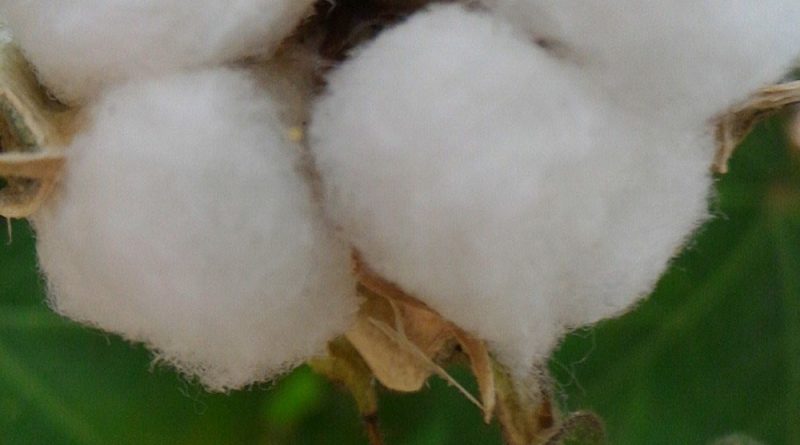 栽培棉的棉花花朵可以多年生長