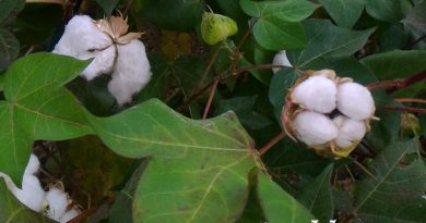 中國植物誌稱他草棉 cao mian