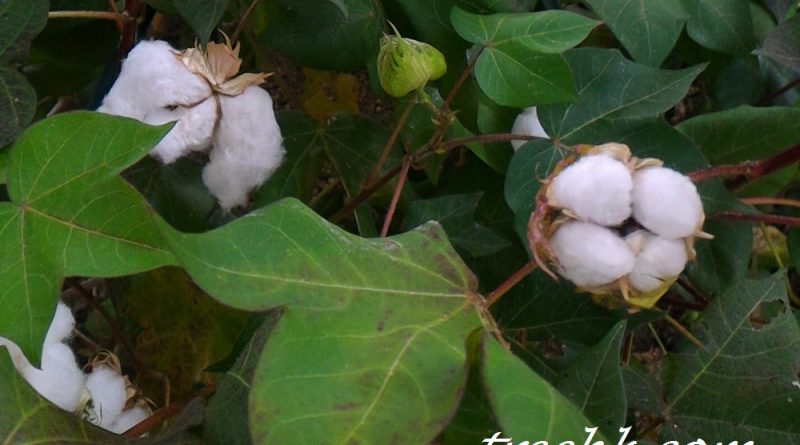 中國植物誌稱他草棉 cao mian