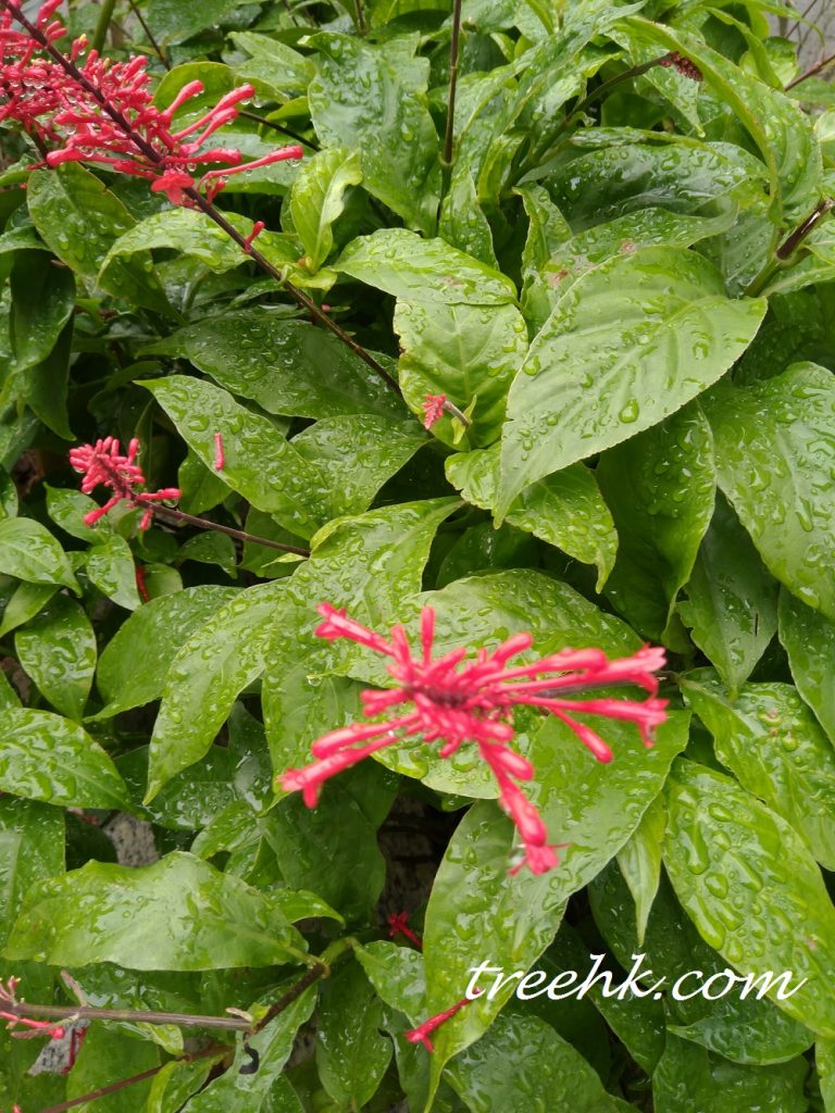 紅樓花紅色，小花花冠細筒